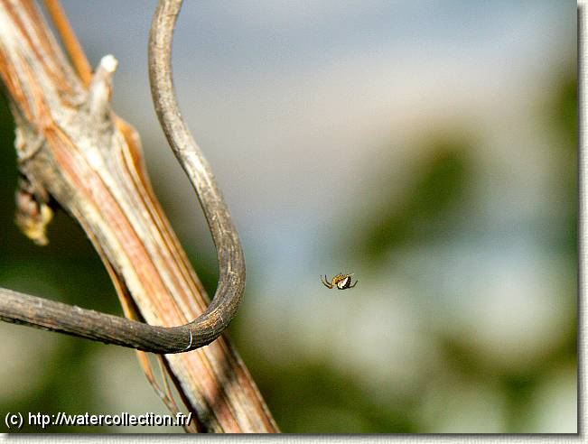 Diapositive suivante